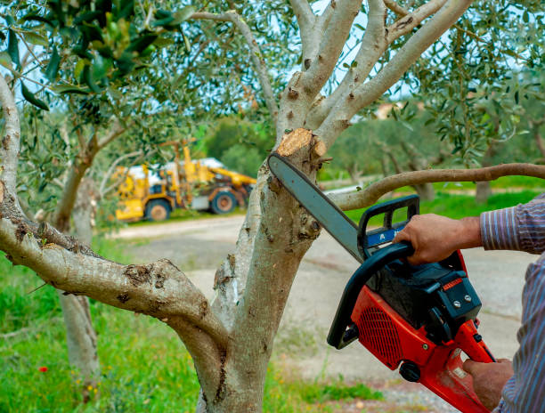 Best Tree Stump Removal  in Deville, AL